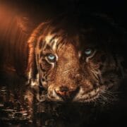 Ilustrasi Harimau oleh Elyar Ceferov dari Pixabay