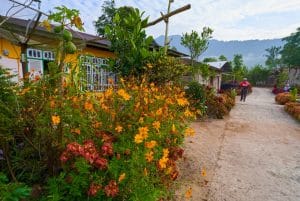 Bunga ditanam dipinggir jalan kampung Jorong Tabek, Nagari Talang Babungo