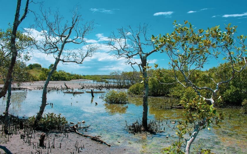 Foto Hutan Bakau by Pixabay